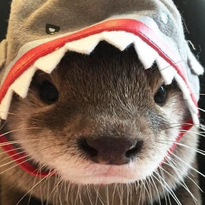 Meet your Posher, Layla